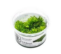 Tropica Riccardia chamedryfolia 1-2-GROW