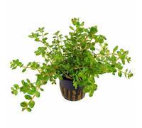 Tropica Rotala Rotundifolia Live Aquatic Plant Pot