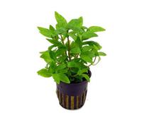 Tropica Staurogyne Repens Live Aquatic Plant Pot