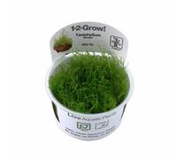 Tropica Taxiphyllum Barbieri 1 2 Grow