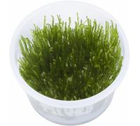 Tropica Taxiphyllum Spiky Moss 1-2-Grow Tissue Culture In Vitro Live Aquarium Plant Shrimp Safe & Snail Free