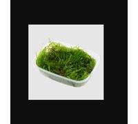 Tropica Taxiphyllum 'Spiky' Moss Portion For Decoration And Fish Stimulation