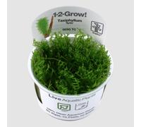 Tropica Taxiphyllum 'spiky' Moss Portion Small Tissue Culture