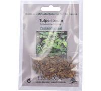 TROPICA Tulip Tree - Outdoor Bonsai - 1 Pkg