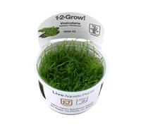 Tropica Vesicularia dubyana 'Christmas' 1-2-GROW!