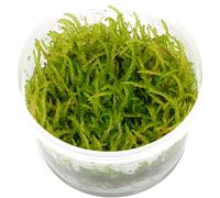 Tropica Vesicularia ferriei Weeping Moss 1-2-Grow Tissue Culture In Vitro Live Aquarium Plant Shrimp Safe & Snail Free