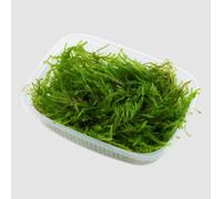 Vesicularia ferriei (Weeping Moss)