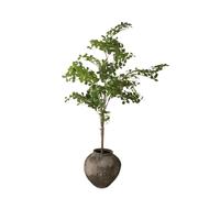 Tropical Almond Wood Green