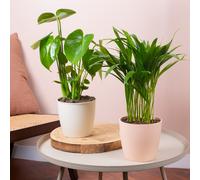 Tropical Duo House Plant Bundle - Monstera and Areca Palm Indoor Plant Mix