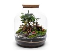 Tropical Glass Extra Large Bonsai Terrarium Kit H: 38 Cm With 8 Live Plants And Moss, Indoor Garden - Cork Lid