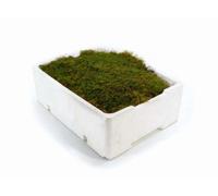 Tropical Glass Live Carpet Moss Tray For Terrariums, Fresh Green Moss For Closed Terrariums & Plant Displays