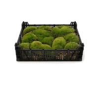 Tropical Glass Live Cushion Moss Tray For Terrariums, Fresh Green Moss For Closed Terrariums & Plant Displays