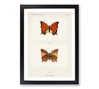 Tropical Leafwing Butterfly by S.F. Denton Framed Print | A2 Black Framed Wall Art | Ready to Hang | Modern Animal Picture | Living Room Bedroom Lounge Office