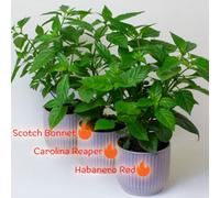 Tropical Plants UK 3 Live Red Chilli Plants In 13Cm Pots - Trio Mix Of Carolina Reaper, Scotch Bonnet & Habanero Red Chilli Plants