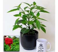 Tropical Plants UK Carolina Reaper Worlds Hottest Chilli In 13Cm Pot