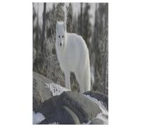 TropicalLife Arctic Fox White Kitchen Towels 45 x 72 cm, Fox Kitchen Tea Towel Pack of 4 Absorbent Reusable Kitchen Cloth Dish Towels for Home Catering Bar