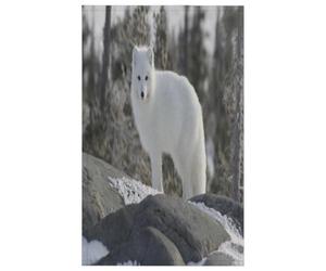 TropicalLife Arctic Fox White Kitchen Towels 45 x 72 cm, Fox Kitchen Tea Towel Pack of 4 Absorbent Reusable Kitchen Cloth Dish Towels for Home Catering Bar