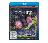 Tropische Aquarien - Cichlide HD