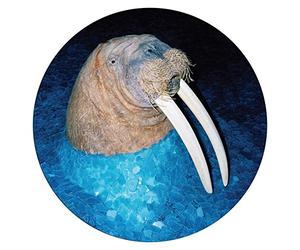 Tross - The Walrus EP [VINYL]