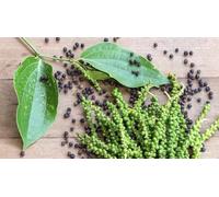 Trothic Spices Kali Mirch | 200 Gm | Kali Mirch Whole | Black Pepper Whole | Peppercorn | Kali Mirch Sabut