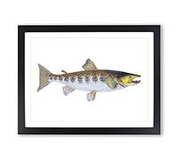 Trout Fish By Edward Donovan Vintage Framed Wall Art Print, Ready to Hang Picture for Living Room Bedroom Home Office Décor, Black A2 (64 x 46 cm)