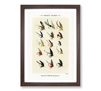 Trout Fishing Flies Version 1 by Mary Orvis Marbury Framed Print | A2 Walnut Framed Wall Art | Ready to Hang | Modern Animal Picture | Living Room Bedroom Lounge Office