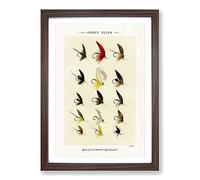 Trout Fishing Flies Version 2 by Mary Orvis Marbury Framed Print | A2 Walnut Framed Wall Art | Ready to Hang | Modern Animal Picture | Living Room Bedroom Lounge Office