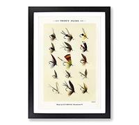 Trout Fishing Flies Version 6 by Mary Orvis Marbury Framed Print | A2 Black Framed Wall Art | Ready to Hang | Modern Animal Picture | Living Room Bedroom Lounge Office