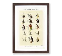 Trout Fishing Flies Version 6 by Mary Orvis Marbury Framed Print | A2 Walnut Framed Wall Art | Ready to Hang | Modern Animal Picture | Living Room Bedroom Lounge Office