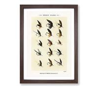 Trout Fishing Flies Version 7 by Mary Orvis Marbury Framed Print | A2 Walnut Framed Wall Art | Ready to Hang | Modern Animal Picture | Living Room Bedroom Lounge Office