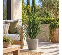True Products Artificial Ornamental Grass Plant Uv Resistant 100Cm