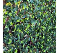 True Products Premium Expanding Trellis Fence - Artificial Gardenia Foliage Garden Wall Screening