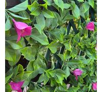 True Products Premium Expanding Trellis Fence - Artificial Pink Bougainvillea Garden Wall Screening