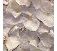 Truly Madly Deeply 1 Pint of Antique Parchment Freeze Dried Hydrangea Petal Confetti