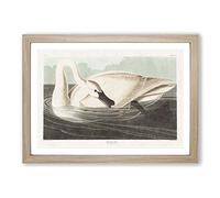 Trumpeter Swan by John James Audubon Framed Print | A2 Oak Framed Wall Art | Ready to Hang | Modern Animal Picture | Living Room Bedroom Lounge Office