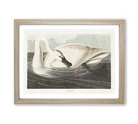 Trumpeter Swan By John James Audubon Vintage Framed Print | A4 Oak Framed Wall Art | Ready to Hang | Classic Animal Picture | Living Room Bedroom Lounge Office