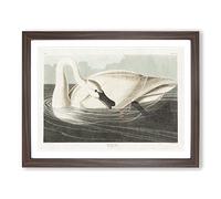 Trumpeter Swan By John James Audubon Vintage Framed Print | A4 Walnut Framed Wall Art | Ready to Hang | Classic Animal Picture | Living Room Bedroom Lounge Office