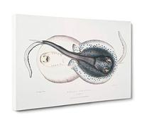 Trygon Stingray Illustration by John Edward Gray Canvas Print | Gallery Wrapped 30mm Frame Wall Art | 30x20 inches | Ready to Hang | Modern Picture | Living Room Bedroom Lounge Office