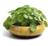 Tsawntd Ceramic Lotus Bowl Planter, Large Bonsai Pots with Glazed Finish for Succulents, Lotus or Indoor Plants, Wide Shallow Garden Bowl for Home Decor (Yellow) Bonsai Pots