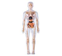 Tsawntd Human Body Model for Kids Detachable Visualized 3D Anatomy Model Enlightenment Science Toys Cultivates Explore Curiosity Hands-On Skills, Fully Transparent
