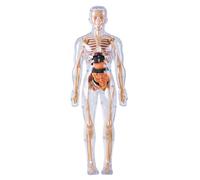 Tsawntd Human Body Model for Kids Detachable Visualized 3D Anatomy Model Enlightenment Science Toys Cultivates Explore Curiosity Hands-On Skills, Fully Transparent Human Anatomy