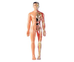 Tsawntd Human Body Model for Kids Detachable Visualized 3D Anatomy Model Enlightenment Science Toys Cultivates Explore Curiosity Hands-On Skills, Semi-Transparent Human Anatomy