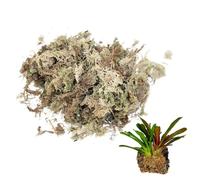 Tsawntd Sphagnum Moss 150g, Natural Dried, for Reptile Bedding, Green