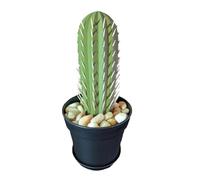 Tskcvy Cactus Toothpick Dispenser 3D Printed Cactus Toothpick Holder for House Plant People Who Can'T Keep Plants Alive Decor A