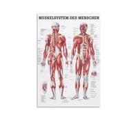 TSNKNP The Muscular System Poster Decorative Painting Canvas Wall Art Living Room Poster Bedroom Painting Wall Art Picture Print Modern Family Room Decor 24 x 36 Inches (60 x 90 cm)