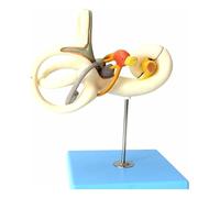 TsoLay Open Ear Internal Structure Model, Enlarged Human Inner Ear Labyrinth Model, 18X Magnified Auditory System Model, Detachable 2 Parts, for Medical Display Teaching Research