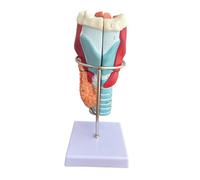TTETTZ Human Larynx Model for Teaching, 2x Size, Educational Resource for School Studies