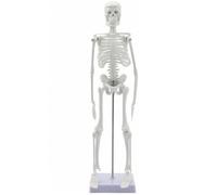 TTETTZ Human Skeleton Model Teaching PVC Skeleton With Base And Metal Support Rod Movable Joints Detachable Arms Legs Opening For Medical Education Classroom Demonstration Study