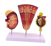 TTETTZ Kidney Model for Educational Purposes, Nephron and Glomerulus Display