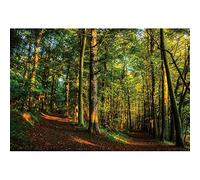 Ttincceer 220x150cm Early Morning Forests Backdrop Tropical RainForests Green Tree Dirt Road Photography Background Natural Landscape Background Adult Children Travel Shot Backdrops